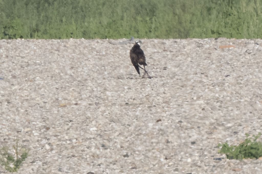 Falco pescatore (documentativa)